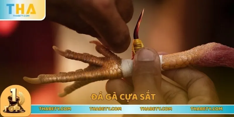 Đá gà cựa sắt kịch tính từng giây phút